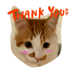 [LINEスタンプ] 猫のうるとら 