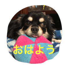 [LINEスタンプ] チワワ家族 