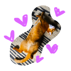 [LINEスタンプ] ネコの日課 fetchpriority=high
