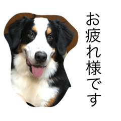 [LINEスタンプ] BMDdog 