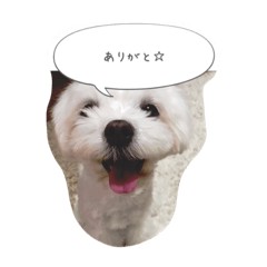 [LINEスタンプ] 雫と雪の日常 