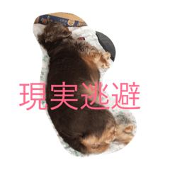 [LINEスタンプ] 大きいココア