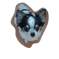 [LINEスタンプ] 牛柄ちわわ 