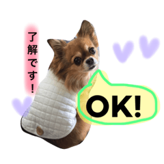 [LINEスタンプ] チワワのうみスタンプ