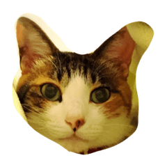 [LINEスタンプ] 三毛猫 スタンプ2017.9.29 