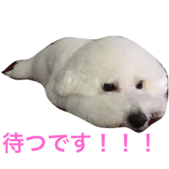 [LINEスタンプ] ビションフリーゼのトッティ 