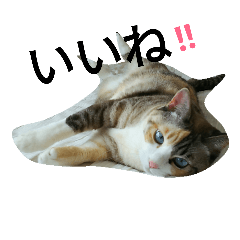 [LINEスタンプ] カーヤ＆ゴッチ 