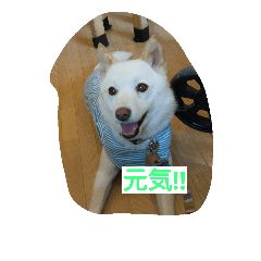 [LINEスタンプ] 小太郎6歳