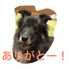 [LINEスタンプ] お気に入りの写真をスタンプにしました