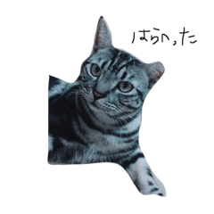 [LINEスタンプ] tommore