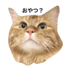 [LINEスタンプ] ねこしのび