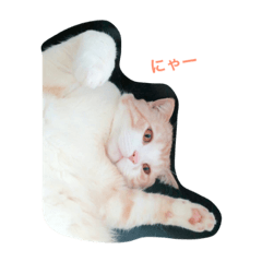 [LINEスタンプ] TORAA feeling