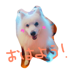 [LINEスタンプ] ぴんじぃさん
