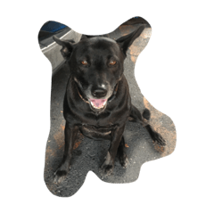 [LINEスタンプ] black is dog