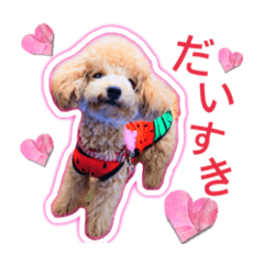 [LINEスタンプ] もこがいっぱい 