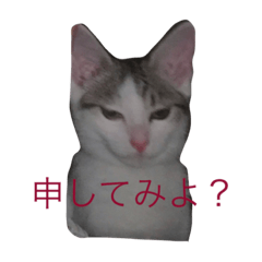 [LINEスタンプ] 我が家の猫の気持ちスタンプ 