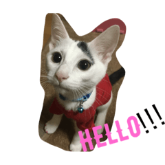 [LINEスタンプ] マロの日常