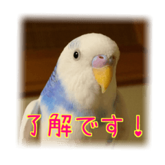 [LINEスタンプ] インコの森 2。