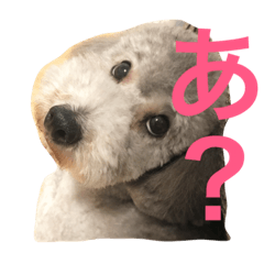 [LINEスタンプ] yukigomamisha 