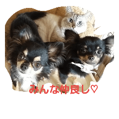 [LINEスタンプ] dogs＆cat.lovely