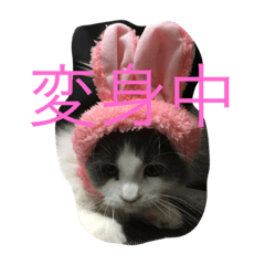 [LINEスタンプ] かわいいのえーる
