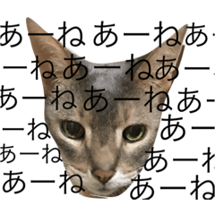 [LINEスタンプ] 猫のよしおさん