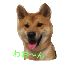 [LINEスタンプ] 柴犬ー君