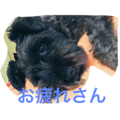 [LINEスタンプ] わんちゃんの1日