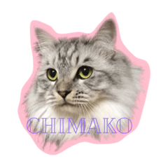 [LINEスタンプ] あちゃんちのちまこ