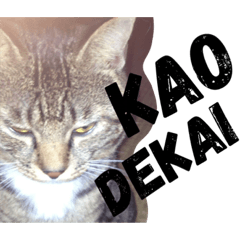 [LINEスタンプ] 顔でかのちび太くん
