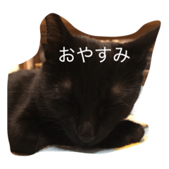 [LINEスタンプ] 黒ネコの日常