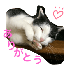 [LINEスタンプ] 猫♡しおん