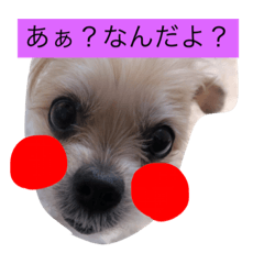[LINEスタンプ] ポンゴリンの喜怒哀楽