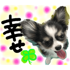 [LINEスタンプ] チワワのメロくんです