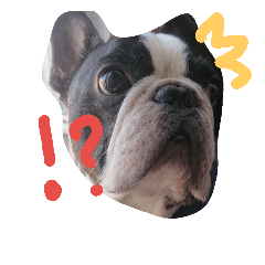[LINEスタンプ] 毎日ブヒ
