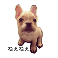 [LINEスタンプ] Kinaco the Frenchie