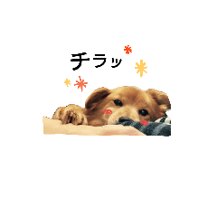 [LINEスタンプ] 我が家のまめた。