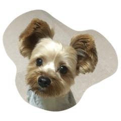 [LINEスタンプ] Yorkie Ryoma