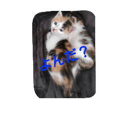 [LINEスタンプ] 三毛猫クラとステラ