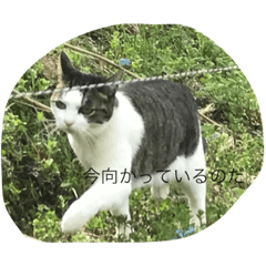 [LINEスタンプ] 猫だぞ