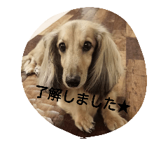[LINEスタンプ] ミニチュアダックスのモナくん