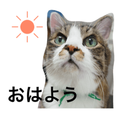 [LINEスタンプ] さばお スタンプ