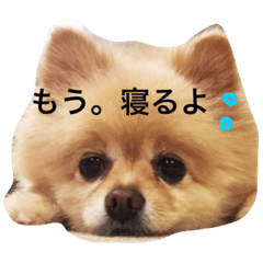 [LINEスタンプ] ポメのれおくん