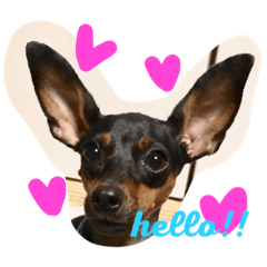 [LINEスタンプ] ミニチュアピンシャ