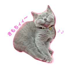 [LINEスタンプ] ネコのヴヴちゃん