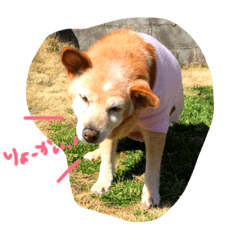 [LINEスタンプ] ちゃあ子