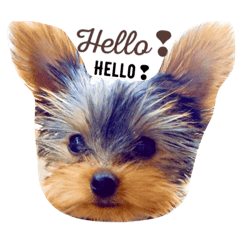 [LINEスタンプ] kawaii cute Yorkie