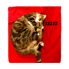 [LINEスタンプ] 猫姉妹1