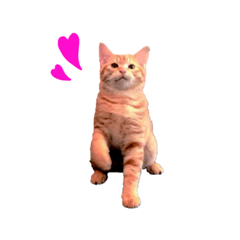 [LINEスタンプ] 大山家の猫たち