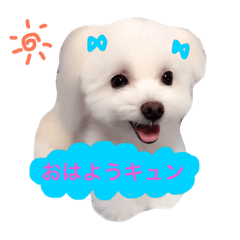 [LINEスタンプ] ティアラの日常♩